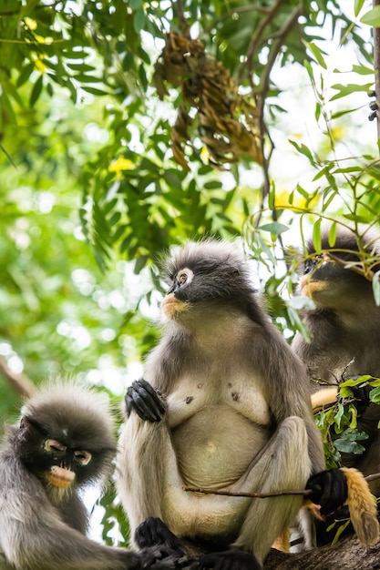 Düsterer Blattaffe in Thailand