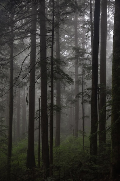 Düsterer dunkler Wald an einem nebligen Tag