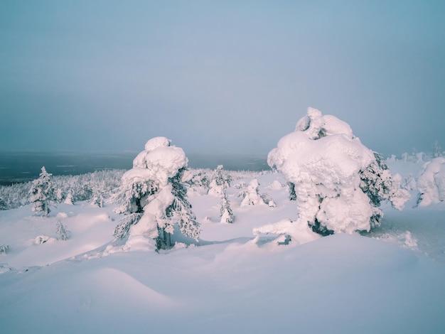 Düsterer Winterwald bei Nacht Schneebedeckte Silhouetten von bizarren Bäumen an einem Berghang vor einem dramatischen dunklen Himmel Raue Winternatur