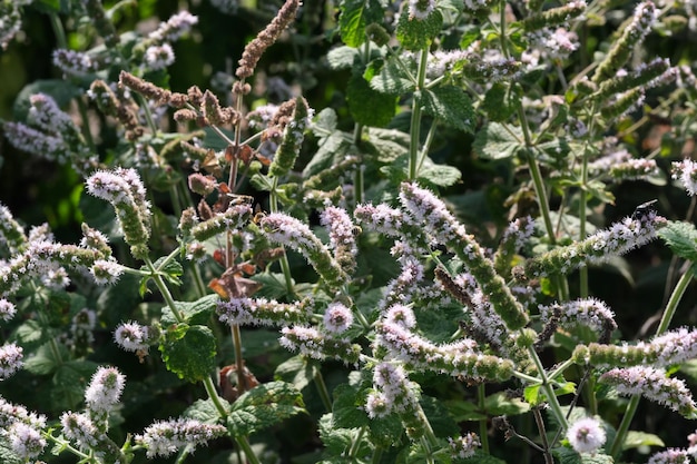 Duftende Kraut-Minze-Blüten