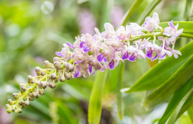 Duftende Orchideen, Aerides falcata Lindl., Weiß und lila, auf grünen Blättern.