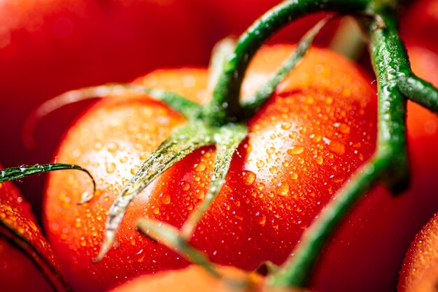 Duftende reife Tomaten mit Wassertropfen