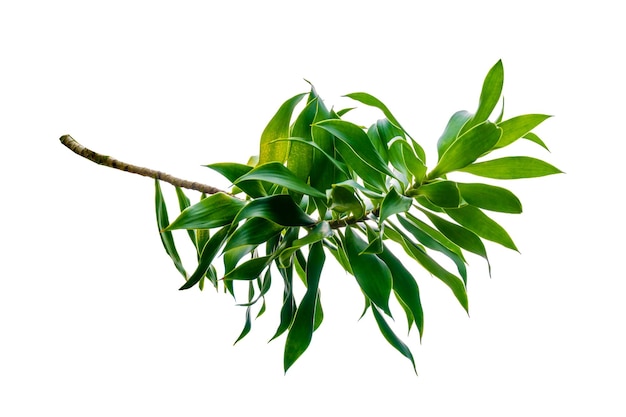 Duftender Dracaena-Baum Dracaena fragrans weißen Hintergrund