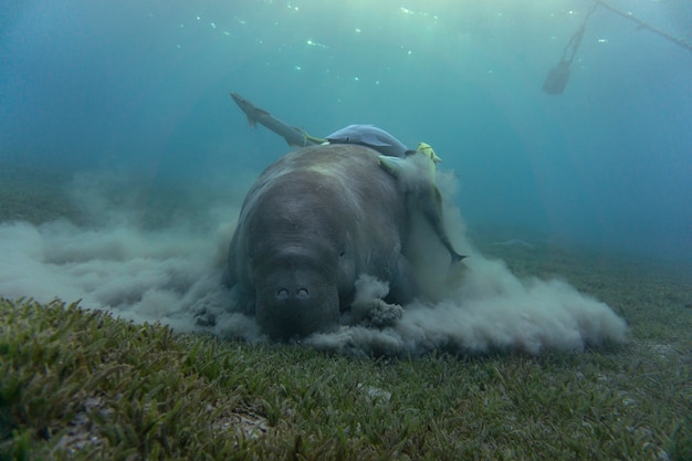 Dugongo ou vaca marinha comendo grama marinha no fundo do oceano