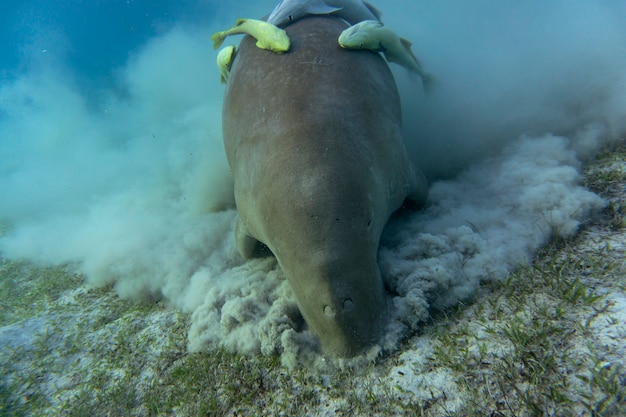 Dugongo (vaca do mar) comendo grama marinha no fundo