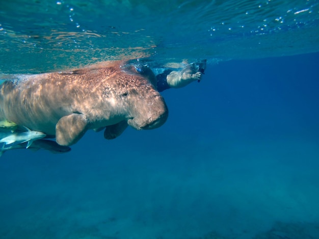 Dugongo. Vaca marinha em Marsa Alam. Baía de Marsa Mubarak.