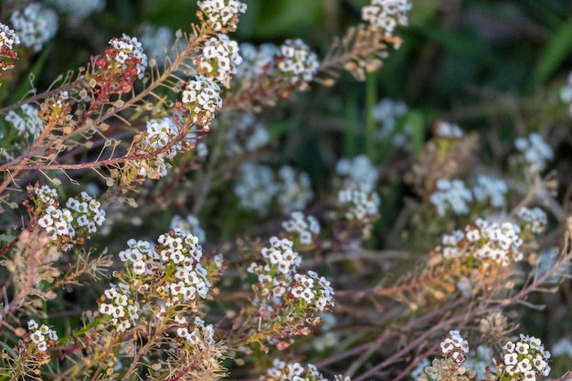 Dulce alyssum o dulce flor de alison