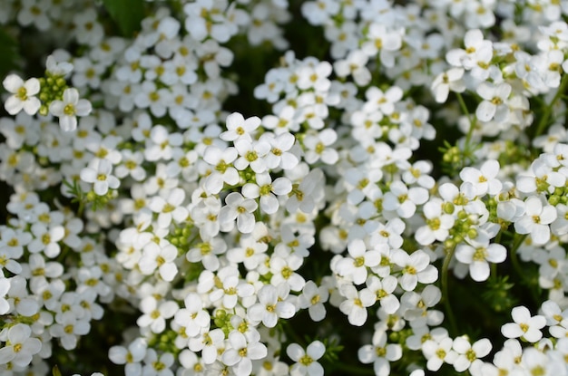 Dulce Alyssum