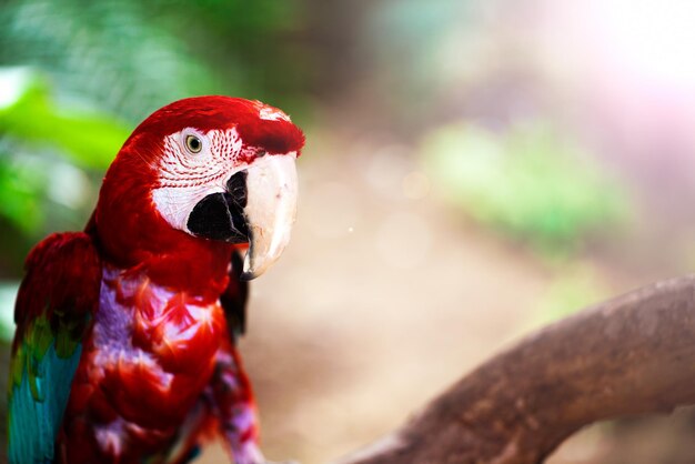 Foto dulce animal pájaro colorido exótico tropical loro foto