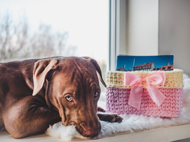 Foto dulce cachorro durmiendo en una suave tela escocesa