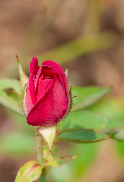 Dulce color de rosas