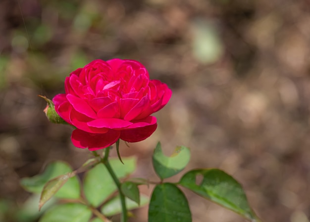 Foto dulce color de rosas