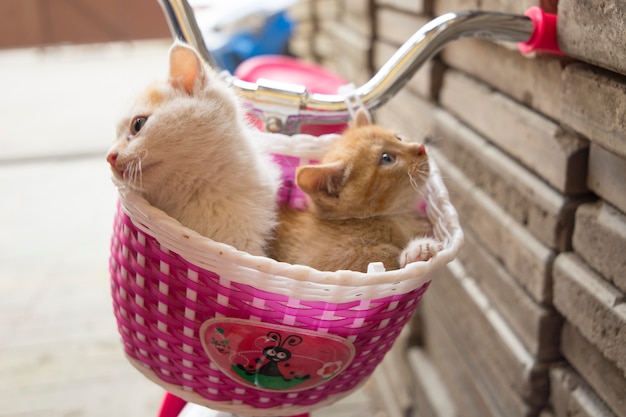 dulce gatito en la cesta de la bicicleta