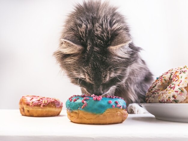 Dulce gato y deliciosas donas.