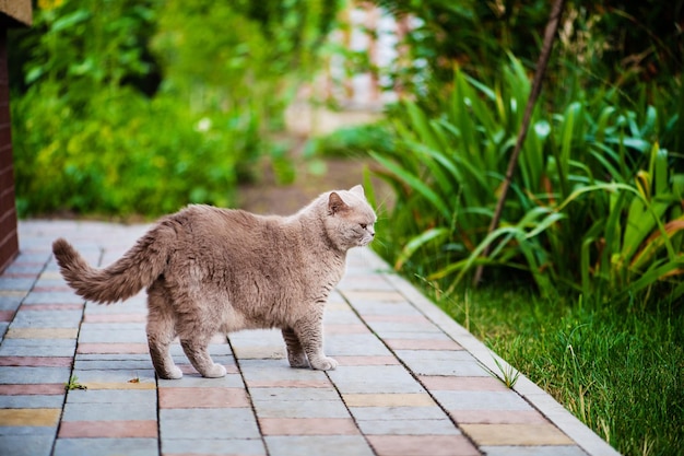 Dulce gato sobre hierba verde gato británico