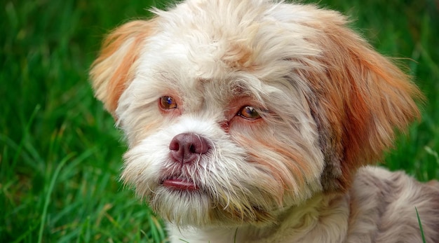 Dulce lindo animal doméstico perro sobre hierba verde