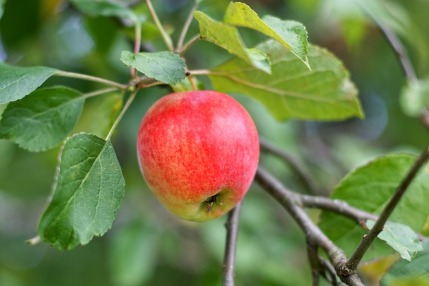 Dulce manzana roja madura está colgando de la rama