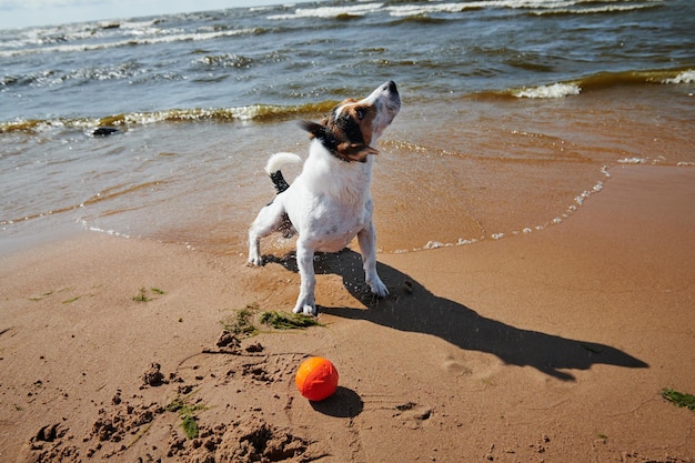 Dulce perro juega con pelota naranja en la playa