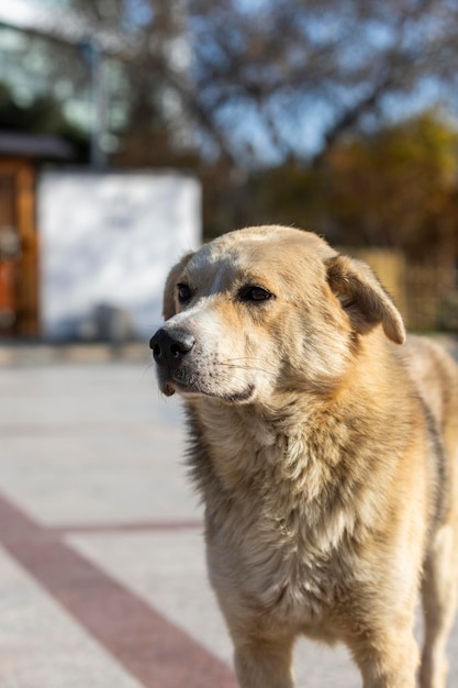 Dulce perro se para y mira hacia otro lado Foto de alta calidad