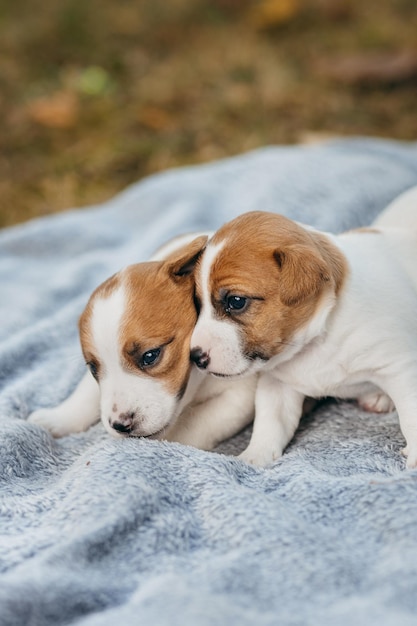 Foto dulces cachorros de jack russell terrier jugando al aire libre edad de un mes