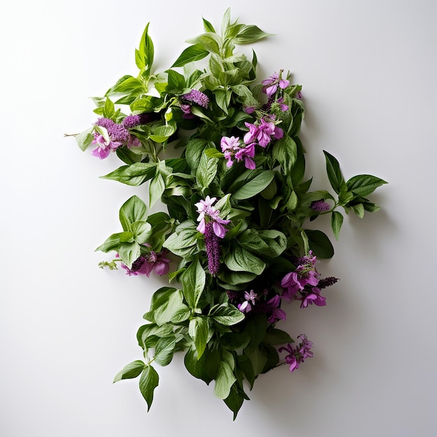 Las dulces flores de albahaca en la pared blanca Elegancia botánica