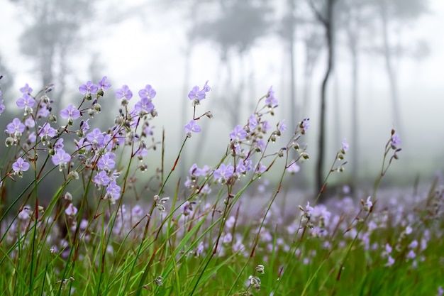 Dulces flores púrpuras en el bosque de pinos