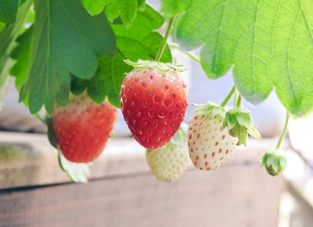 Dulces fresas blancas y rojas, fruta fresca en el jardín