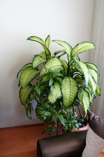 Foto dumb cane flower difenbahya home difenbahya blume großblättrige zierpflanzen