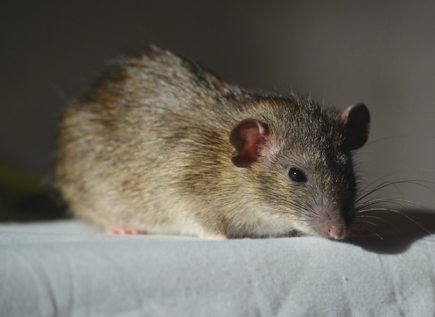 Foto dumbo agouti rato em branco