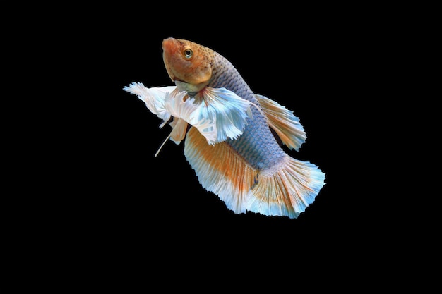 Dumbo-Ohr-Gelb-Fantasie-Betta-Fisch