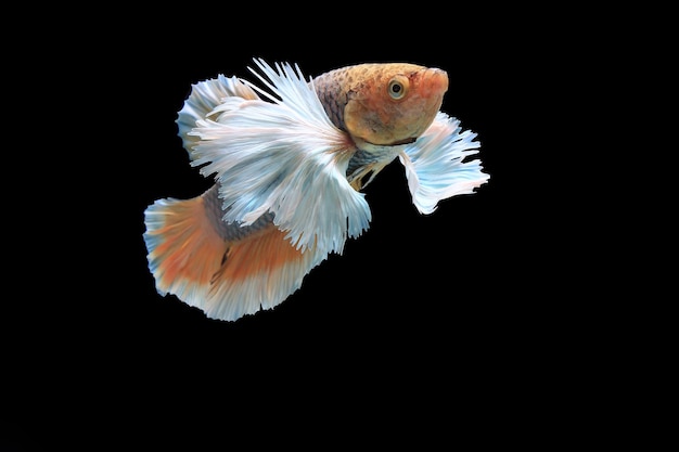 Dumbo-Ohr-Gelb-Fantasie-Betta-Fisch