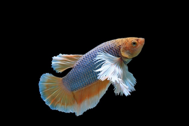 Dumbo-Ohr-Gelb-Fantasie-Betta-Fisch