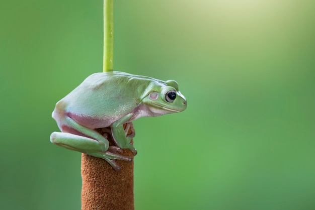 Dummy-Frosch oder grüner Laubfrosch auf Zweigen im tropischen Garten