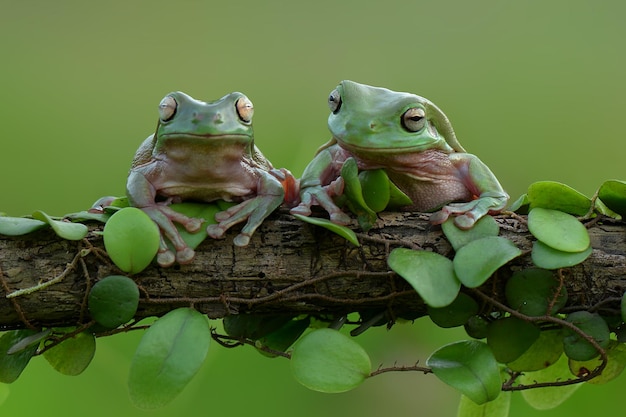 dumpfer Frosch auf Blatt