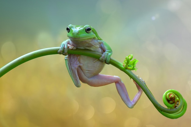 dumpfer Frosch auf Blatt