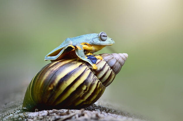 Dumpiger Frosch auf Naturhintergrund