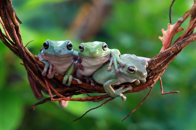 Dumpiger weißer Frosch auf Ast. australischer Laubfrosch