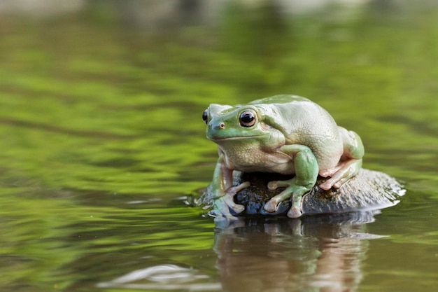 Dumply Tree Frog oder White's Tree Frog auf die Tierwelt