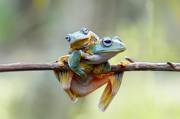 Dumpy Frog auf Zweigen