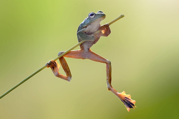 Dumpy Frog auf Zweigen