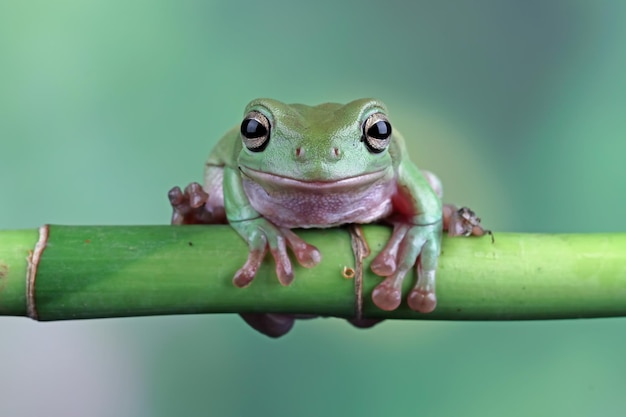 Dumpy Frog Litoria Caerulea Nahaufnahme auf Ast