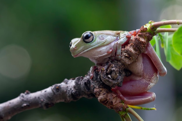 Dumpy frog litoria caerulea en rama, Dumpy frog en keaves con antecedentes aislados