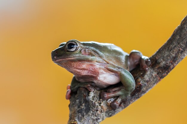 Dumpy Frog o rana verde en ramitas en jardín tropical