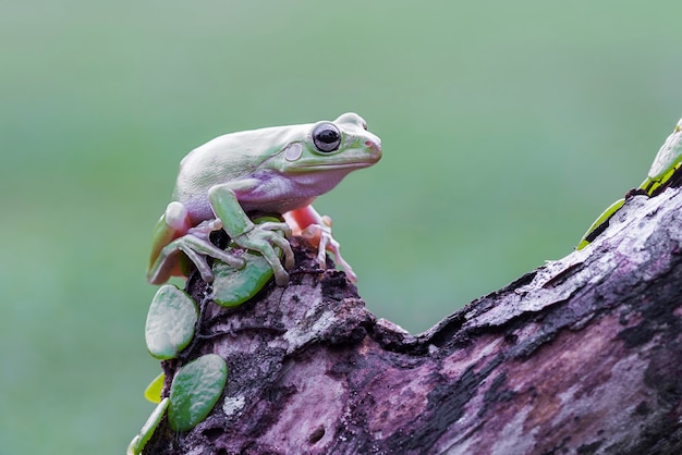 Dumpy Frog o rana verde en ramitas en jardín tropical