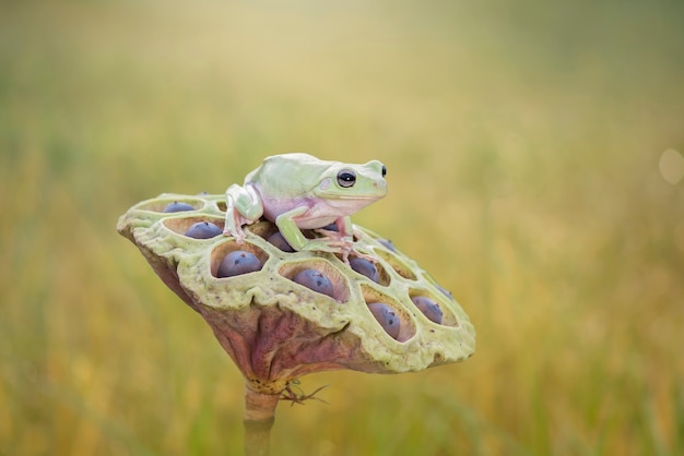 Dumpy Frog oder grüner Frosch auf Lotusblüte