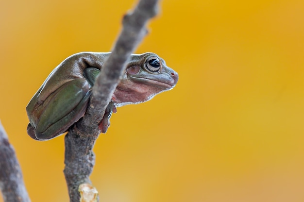 Dumpy Frog oder grüner Frosch auf Zweigen im tropischen Garten