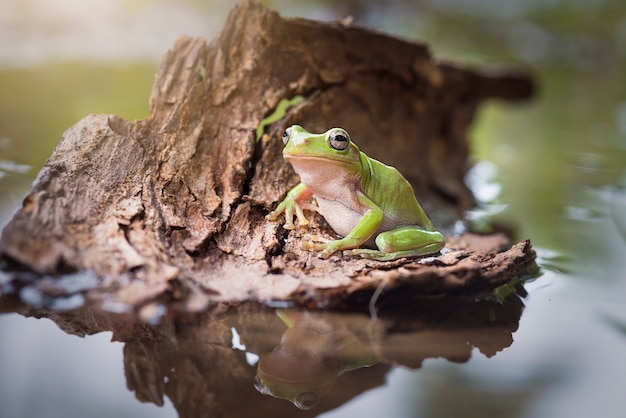 Dumpy Frog oder grüner Frosch auf Zweigen im tropischen Garten