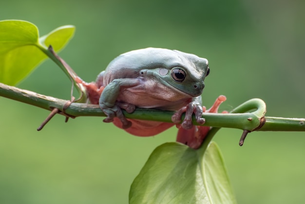 Dumpy Frosch auf einem Ast