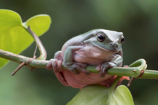 Foto dumpy-frosch hängt an einem baum