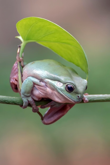 Foto dumpy-frosch hängt an einem baum